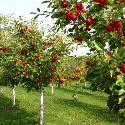 Плодовые деревья в Вологде