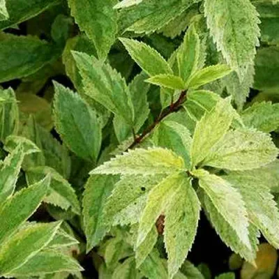 Форзиция ЛЕДНОГОРА промежуточная в Вологде