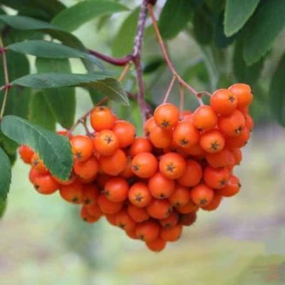 Рябина ВЕФЕД сладкоплодная в Вологде