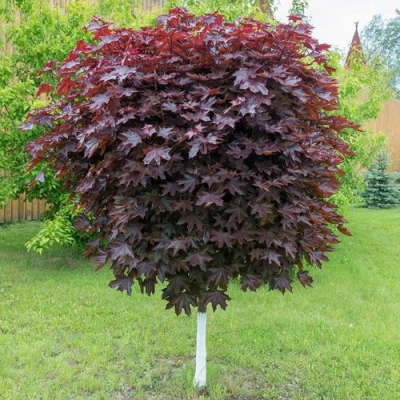 Клен красный в Вологде