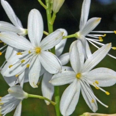 Венечник ветвистый в Вологде