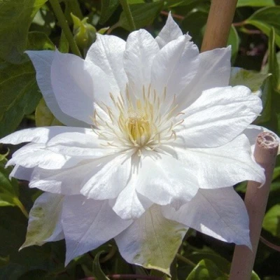 Клематис ДАЧЕСС ОФ ЭДИНБУРГ в Вологде