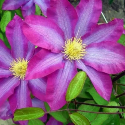 Клематис КАКИО в Вологде