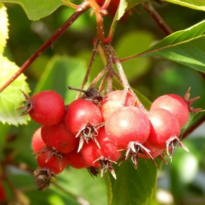 Боярышник ШАМИЛЬ в Вологде
