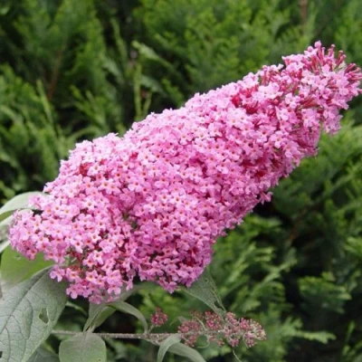 Буддлея давида ПИНК ДЕЛАЙТ в Вологде