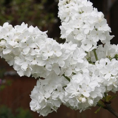 Сирень ФЛОРА в Вологде