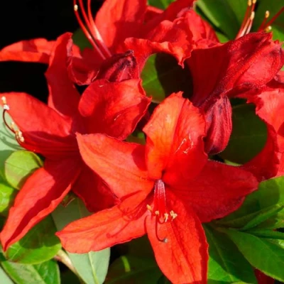 Азалия НАБУКО листопадная в Вологде