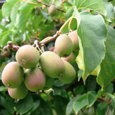 Актинидия ЛЮСИ аргута  в Вологде