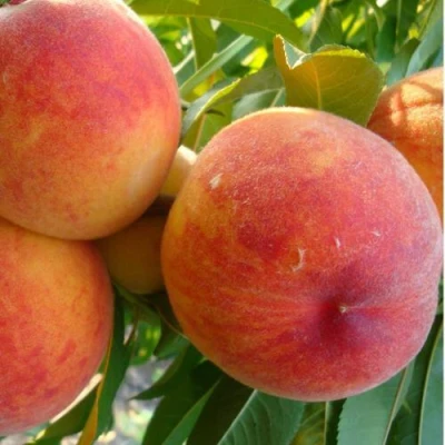 Персик ДИВНЫЙ в Вологде