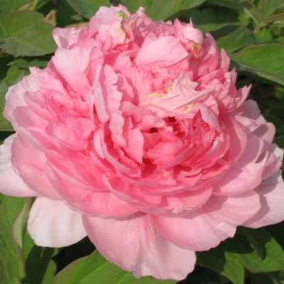 Пион ИМПЕРАТОРСКАЯ НАЛОЖНИЦА древовидный в Вологде