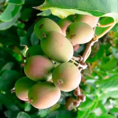 Актинидия ГИБРИДНАЯ КОЛБАСИНОЙ в Вологде