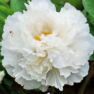 Пион БЕЛЫЙ СНЕГ древовидный в Вологде
