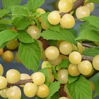 Вишня СНЕВИТ войлочная в Вологде