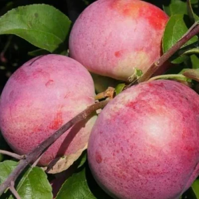 Яблоня БЕЛОРУССКОЕ МАЛИНОВОЕ в Вологде