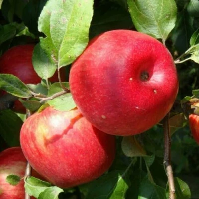 Яблоня ВАЛЕРИЯ в Вологде