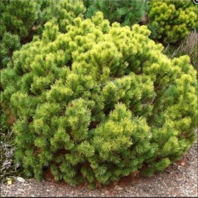 Ель ДАНС ДВАРФ обыкновення в Вологде