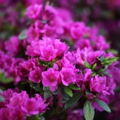 Азалия ГЕЙША ПЕРПЛ японская в Вологде