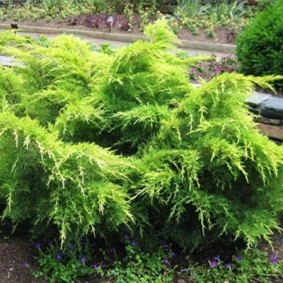 Можжевельник ГОЛД КОСТ средний в Вологде