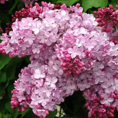 Сирень ЭСТЕР СТЕЙЛИ в Вологде