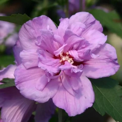 Гибискус АРДЕНС сирийский в Вологде