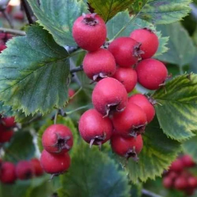 Боярышник АРНОЛЬДА в Вологде