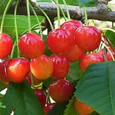 Черешня ДОНЧАНКА в Вологде