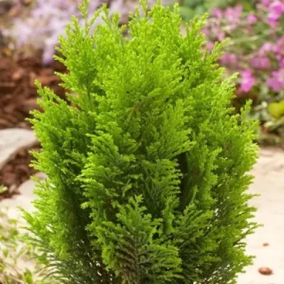 Кипарисовик ЭЛВУДИ ГОЛД лавсона в Вологде