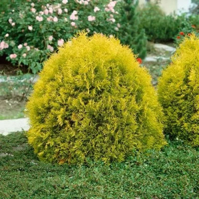 Туя РЕЙНГОЛД западная в Вологде