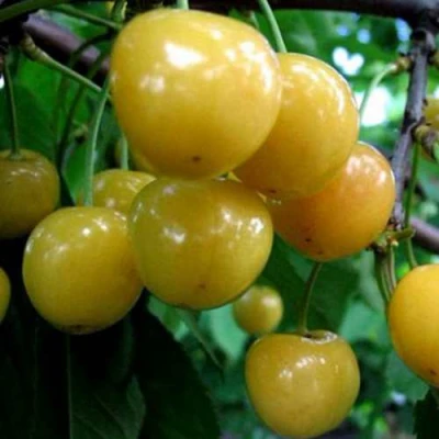 Черешня РОССОШАНСКАЯ ЗОЛОТАЯ в Вологде