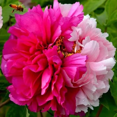 Пион ДВЕ СЕСТРЫ древовидный в Вологде