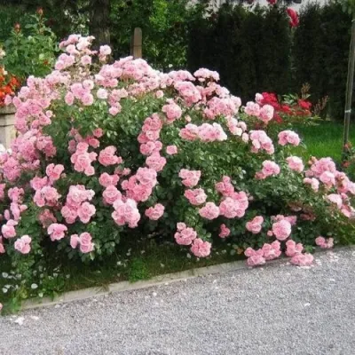 Роза БОНИКА флорибунда в Вологде