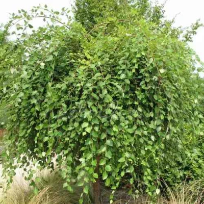 Береза САММЕР КАСКАД черная в Вологде