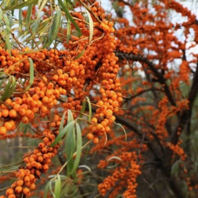 Облепиха СЕРАФИМА в Вологде