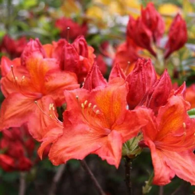 Азалия ЛИЛИНШТЕЙН японская в Вологде