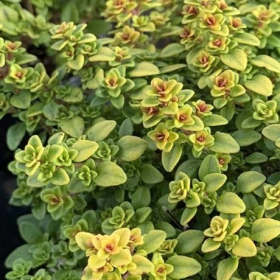 Тимьян АРЧЕРЗ ГОЛД в Вологде