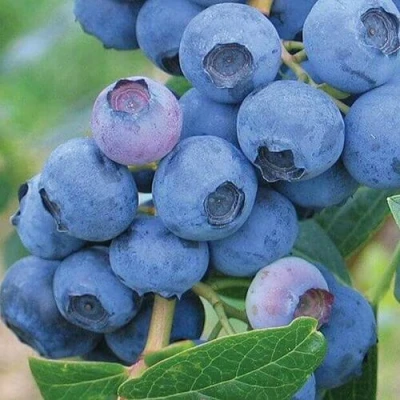 Голубика ЭРЛИБЛЮ в Вологде