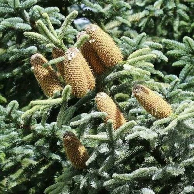 Пихта благородная в Вологде