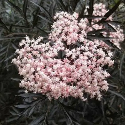 Бузина черная БЛЭК ЛЕЙС ЕВА в Вологде