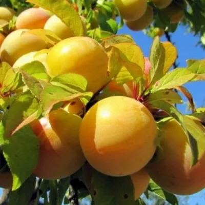 Слива МЕДОВАЯ ЖЁЛТАЯ в Вологде