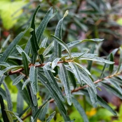 Облепиха АДАМ (МУЖСКАЯ) в Вологде