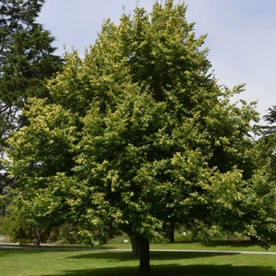 Липа сердцевидная в Вологде