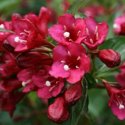 Вейгела ЕВА РАТКЕ в Вологде