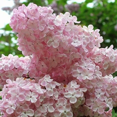 Сирень ВЕЧЕРНИЙ ЗВОН в Вологде