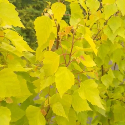 Берёза ГОЛДЕН ОБЕЛИСК повислая  в Вологде