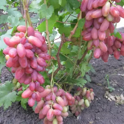 Виноград ЮЛИАН в Вологде