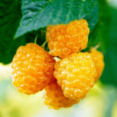 Малина МЕДОВАЯ в Вологде