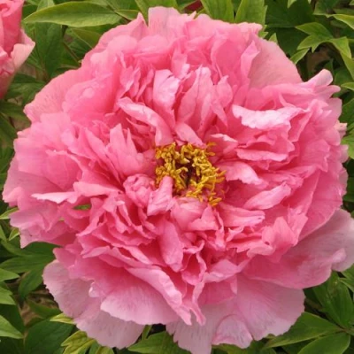 Пион СЕРЕБРИСТЫЙ РУЧЕЙ древовидный в Вологде