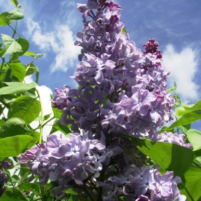 Сирень КРЫЛЬЯ НАДЕЖДЫ в Вологде