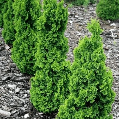 Туя ЗМАТЛИК западная в Вологде