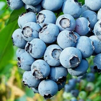 Голубика БРИГИТТА БЛЮ в Вологде